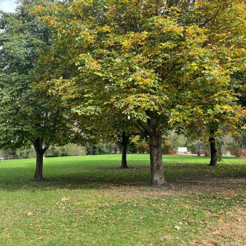 Herbst